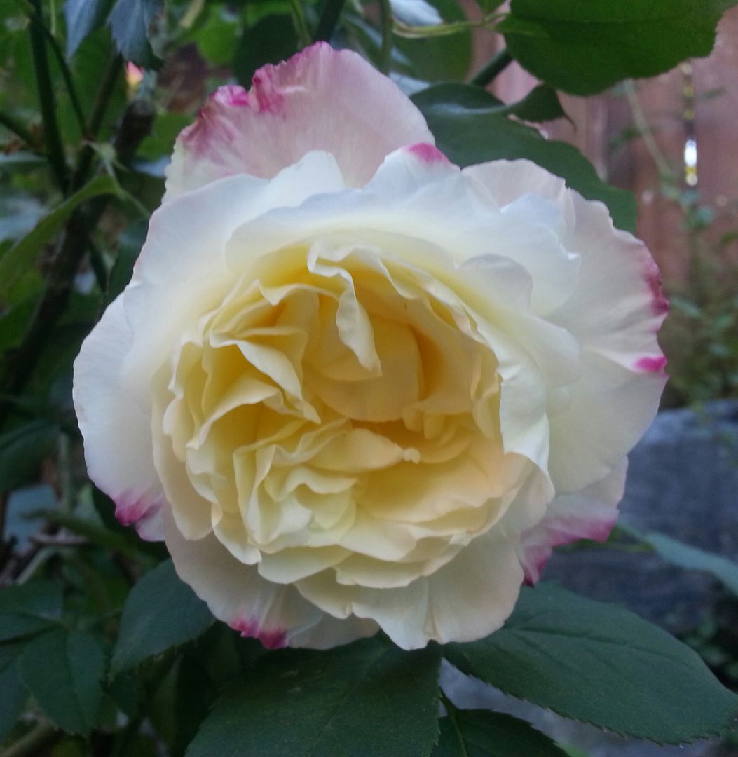  photo 20140914_170400-1_zpsk21e2cmr.jpg